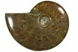Red Flash Ammonite Fossil - Madagascar #187269-1
